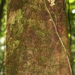 Eperua rubiginosa Corteza