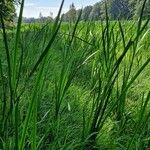 Acorus calamus Хабит