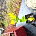 Brassica rapaBlüte