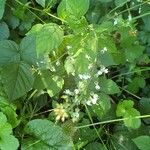 Circaea lutetiana Flower