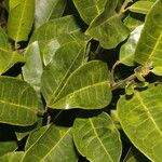 Pera arborea Hostoa