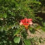 Bauhinia galpinii Flower