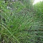 Eleocharis multicaulis अन्य