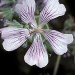 Geranium renardii Flower