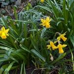 Narcissus cyclamineus Yeri