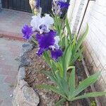 Iris × germanica Blad