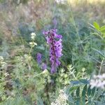 Vicia tenuifoliaKvět