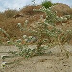 Heliotropium hirsutissimum Flower