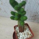 Euphorbia susannae Plante entière
