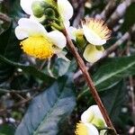 Camellia sinensis Цвят