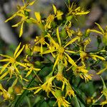 Senecio serra Flor