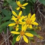 Bidens reptans Λουλούδι