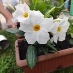 Mandevilla boliviensis Blomst