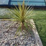 Cordyline australisХабит