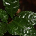 Eumachia domatiicola Leaf
