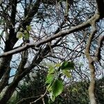 Populus alba Blatt