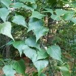 Betula populifolia Foglia