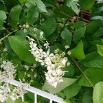 Prunus padus Blomst