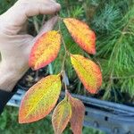 Stewartia malacodendron Fuelha