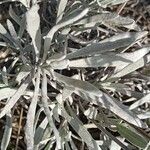 Lavandula latifolia Blad