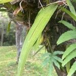 Oncidium sphacelatum Leaf