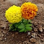 Tagetes erecta Flor