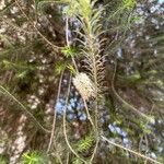 Melaleuca armillarisFlor