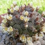 Blossfeldia liliputana Yeri