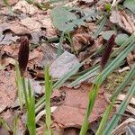 Carex pilosa Floare