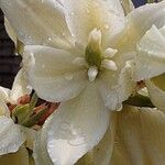 Yucca filamentosa 花