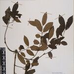 Euonymus echinatus Other