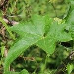 Luffa cylindrica Leaf