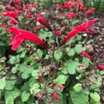 Salvia roemeriana Flor