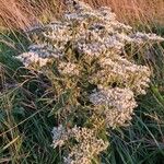 Eupatorium serotinum عادت داشتن