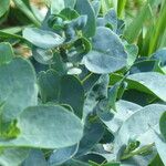 Cerinthe glabra Blatt