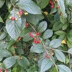 Cotoneaster bullatus Blatt