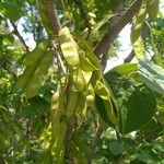 Cercis chinensis Fruit