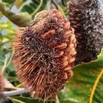 Banksia roburCvet