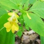 Impatiens parvifloraBloem