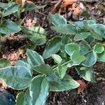 Peperomia serpens Leaf