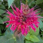 Monarda didyma Kwiat