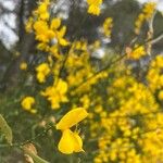 Genista aetnensis Flower