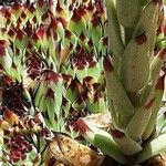 Sempervivum calcareum Лист