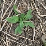 Bellis sylvestris Lapas