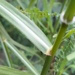 Bothriochloa laguroides Leaf