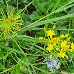 Bulbine abyssinica Hábito