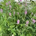 Stachys officinalis Характер