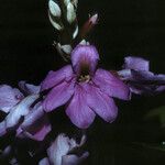 Schnella guianensis Flower