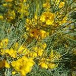 Senna artemisioides Blüte
