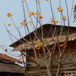 Cochlospermum vitifolium Flower